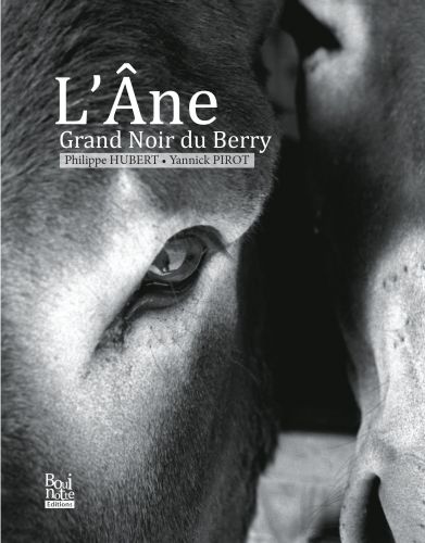 L'âne Grand Noir